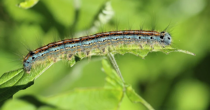 Les insectes invisibles qui piquent la nuit