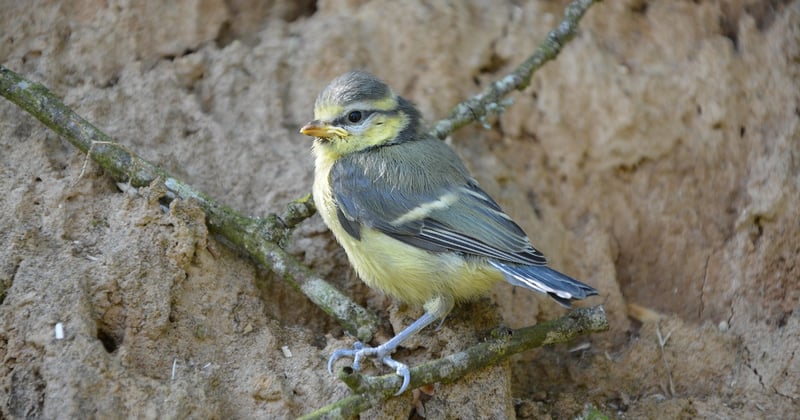 Oisillon mésange : comment l’identifier et le nourrir sans risque