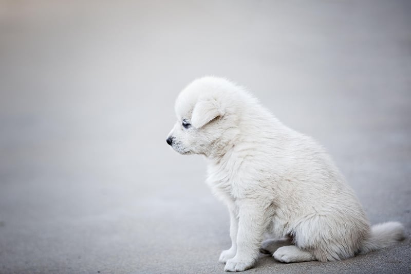 Chien détecteur punaise prix : combien coûte une inspection en 2026 ?