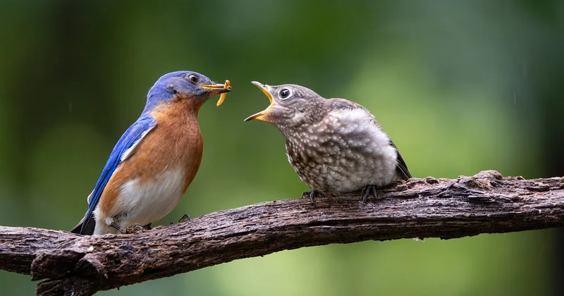 Nourrir un oisillon mésange : les règles qui sauvent (ou tuent)