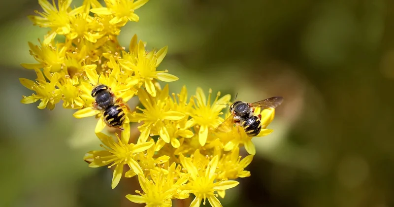Les pires isolants face aux rongeurs : la laine de roche et ses copains