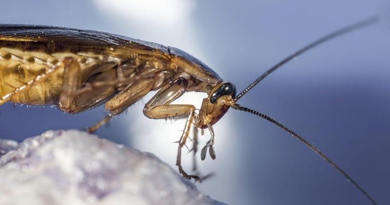 Traitement pour blattes : la méthode efficace qui les élimine vraiment