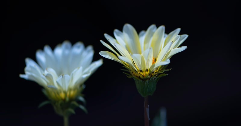 Pourquoi les plumes reviennent en déco et comment les adopter