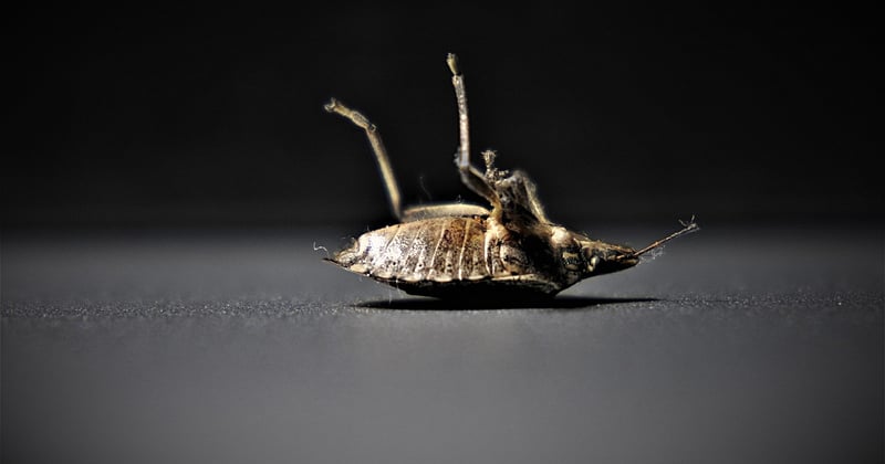 Quels insectes piquent la nuit et comment les identifier pour mieux s'en protéger ?