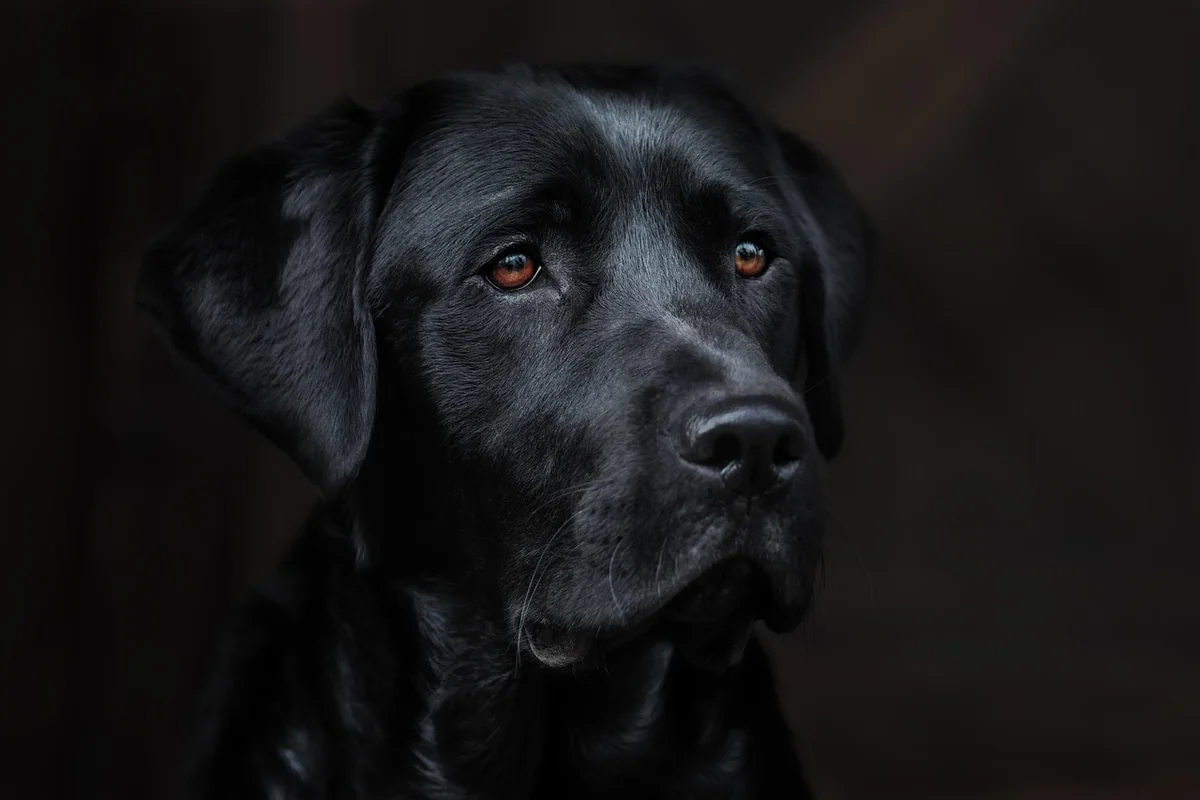 Avis sur la détection canine des punaises de lit : ce que j'ai retenu