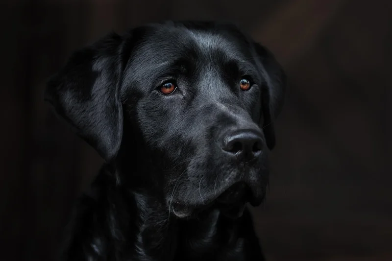 Avis sur la détection canine des punaises de lit : ce que j'ai retenu