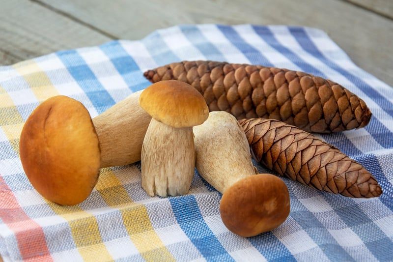 Champignon ressemblant à la mérule : comment l’identifier en 2026